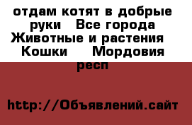 отдам котят в добрые руки - Все города Животные и растения » Кошки   . Мордовия респ.